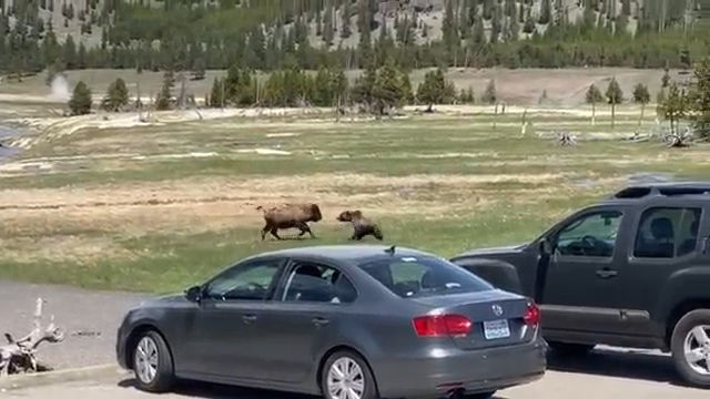 Bear vs. Bison